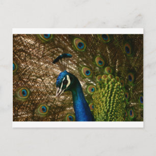 Carte Postale Closeup Peacock