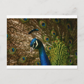Carte Postale Closeup Peacock