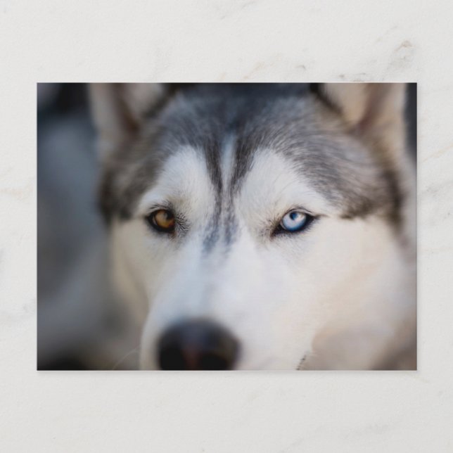 Carte Postale Closeup Stoic Regard d'un malamute de l'Alaska (Devant)