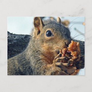 Carte Postale Closeup Yummy