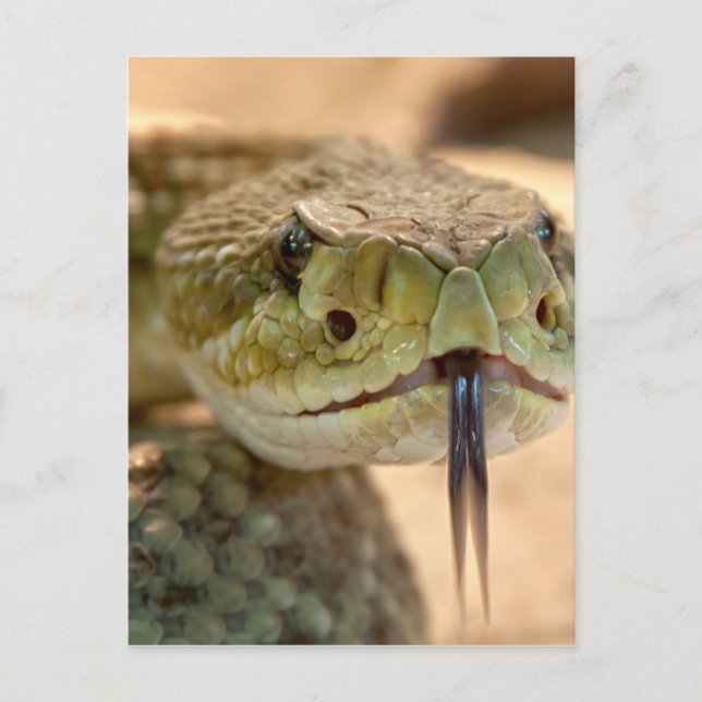 Carte Postale Closeuse de crotale (Devant)