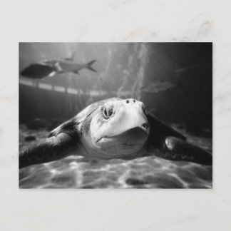 Carte Postale Closeuse de la tortue de mer