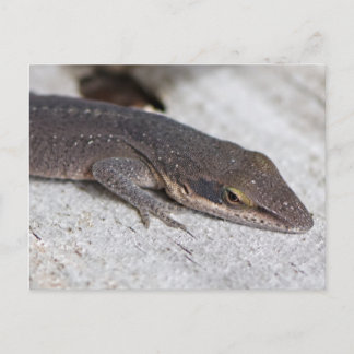 Carte Postale Closeuse de Lizard d'Onle Verte