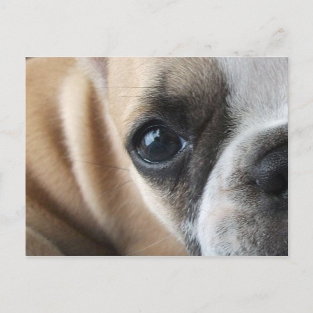 Carte Postale Closeuse de visage de Frenchton Puppy (Devant)