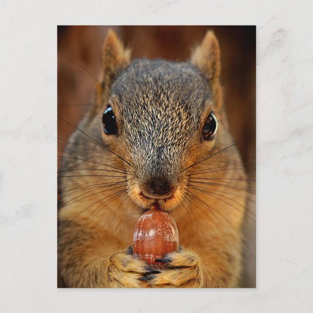 Carte Postale Closeuse d'écureuil avec Nut 2 (Devant)