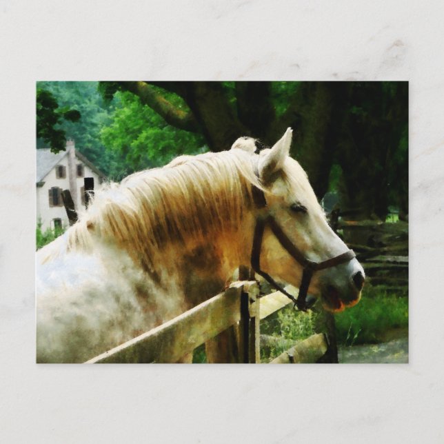 Carte Postale Closeuse du cheval blanc (Devant)