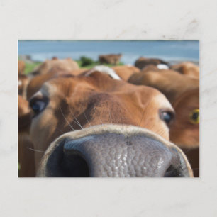 Carte Postale Closeuse du nez de vache