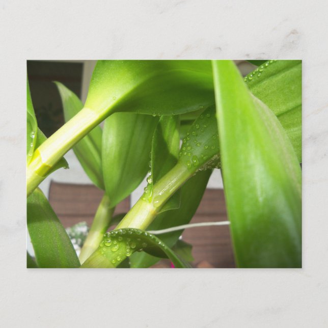 Carte Postale Closeuse plante de l'orchidée Dendrobium verte (Devant)