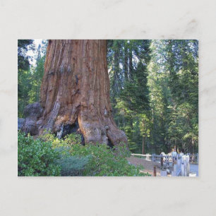 Carte Postale Clôtures en écorce de forêts de séquoias