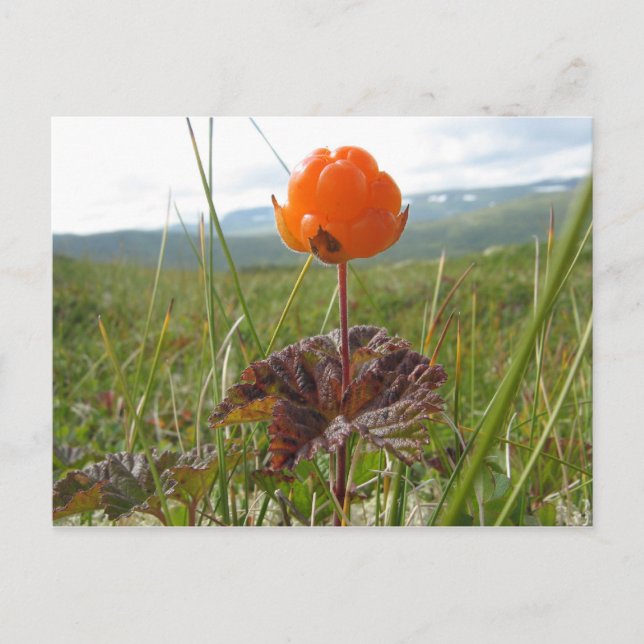 Carte postale Cloudberry (Devant)