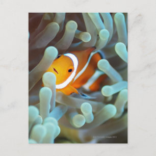 Carte Postale Clown anemonefish