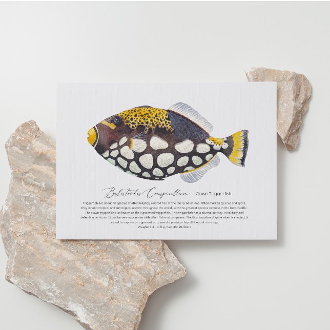 Carte postale Clown Triggerfish (Créateur téléchargé)