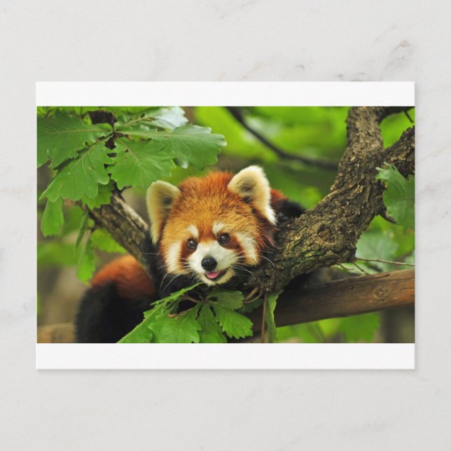 Carte Postale Club Panda Rouge (Devant)