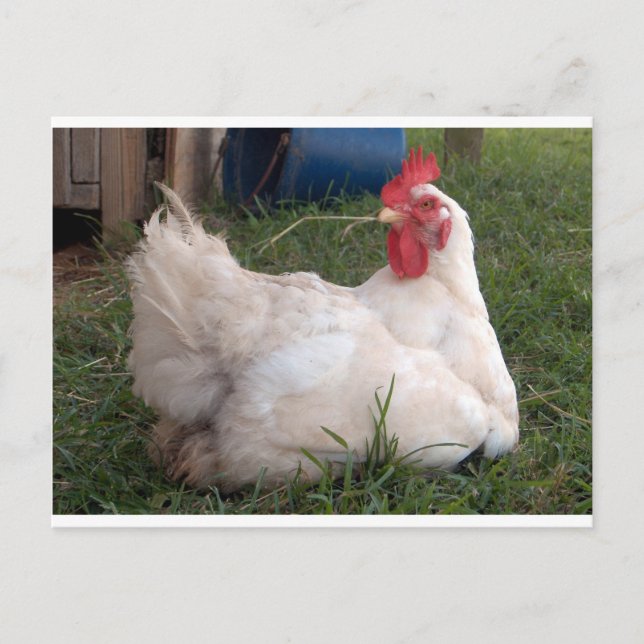 Carte Postale Cluck - poulet blanc sucré (Devant)