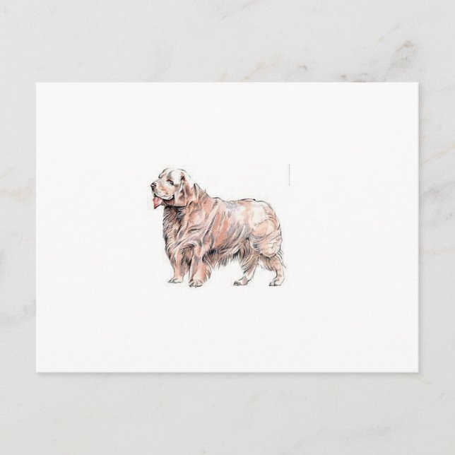 Carte Postale Clumber Spaniel (Devant)