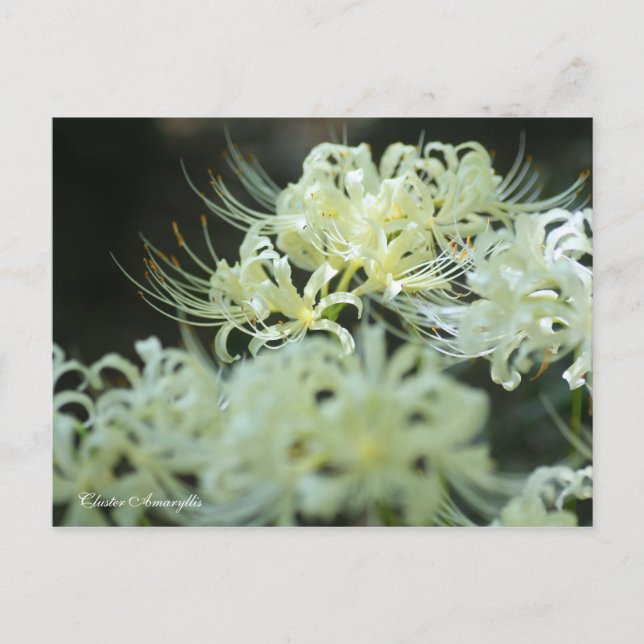 Carte Postale Cluster Amaryllis：Postcard (Devant)