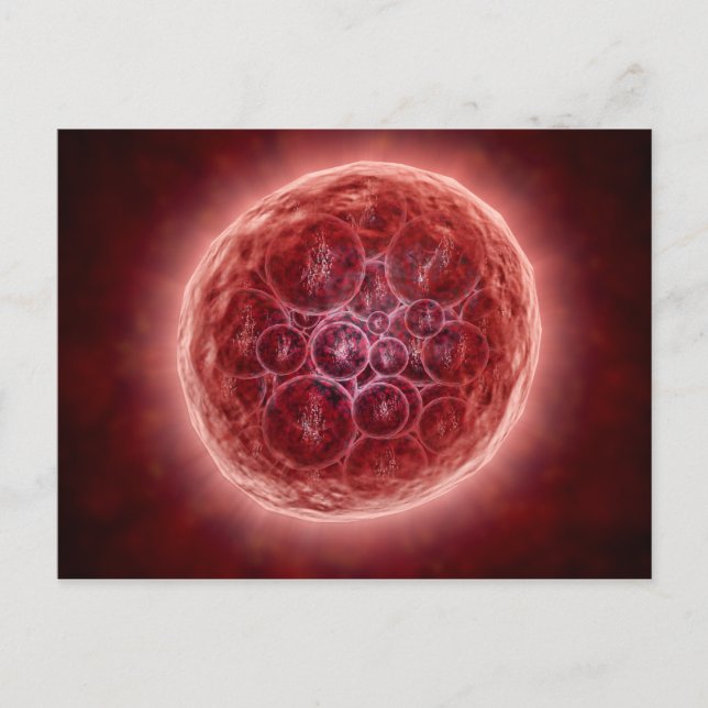 Carte Postale Cluster De Blastomères Formant Une Morula (Devant)