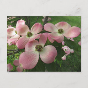 Carte Postale Cluster Dogwood