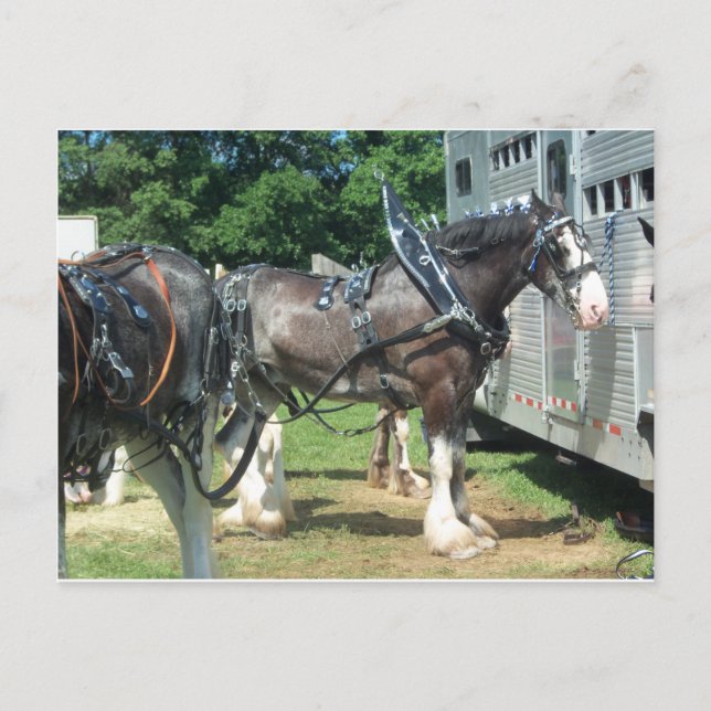 Carte Postale Clydesdale (Devant)