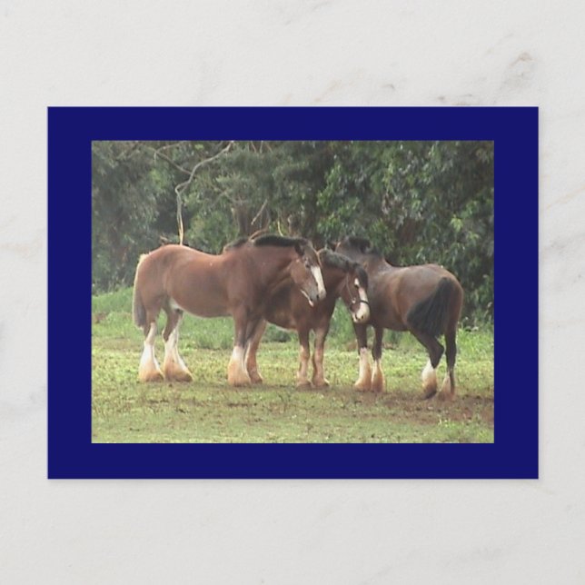 Carte postale Clydesdale (Devant)