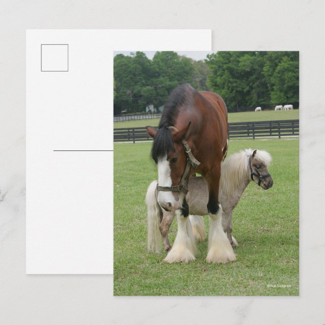 Carte Postale Clydesdale debout au-dessus de Miniature Pony (Devant / Derrière)