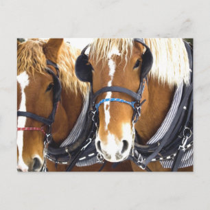 Carte postale Clydesdale Draft Hors