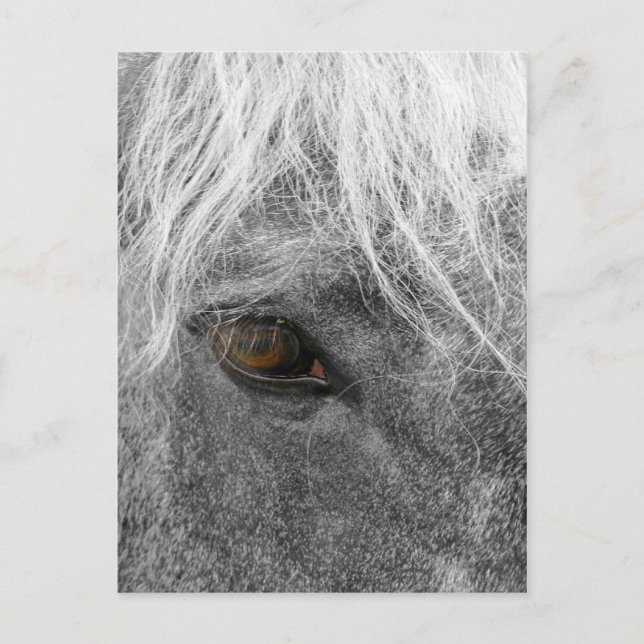 Carte postale Clydesdale Horse (Devant)