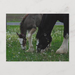 Carte Postale Clydesdale Mare & Colt