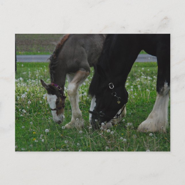 Carte Postale Clydesdale Mare & Colt (Devant)