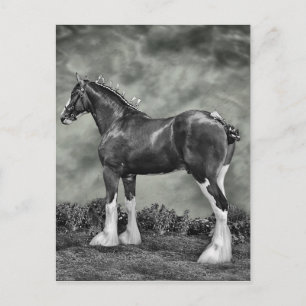 Carte Postale Clydesdale Stallion