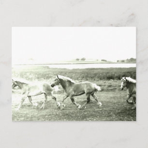 Carte Postale Clydesdales