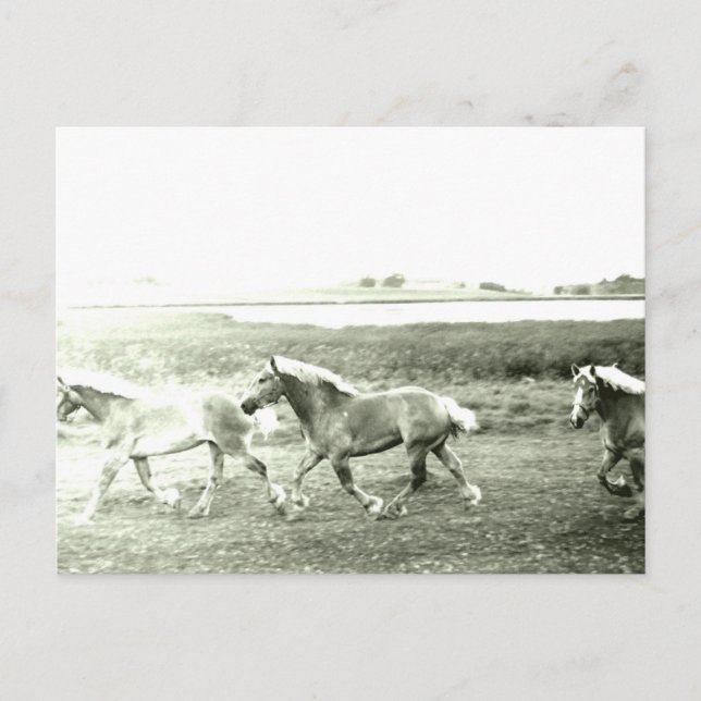 Carte Postale Clydesdales (Devant)