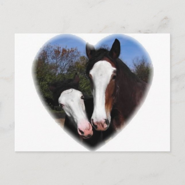 Carte Postale Clydesdales au coeur (Devant)