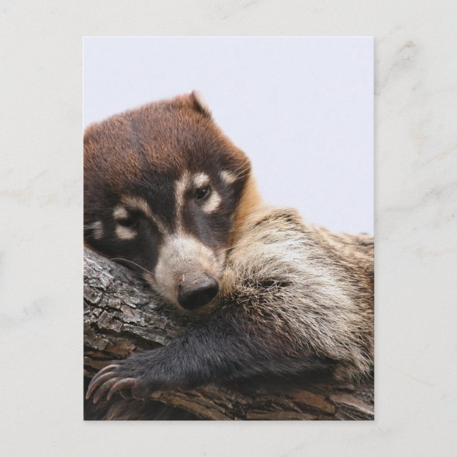 Carte postale : Coatimundi #4 (Portrait) (Devant)