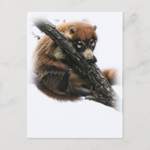 Carte postale : Coatimundi #5 (Portrait)