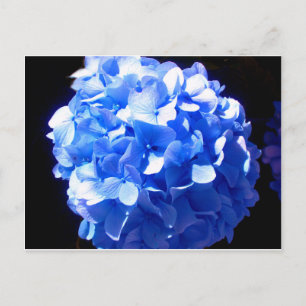 Carte Postale Cobalt bleu floral élégant bleu hydrangées