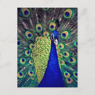 Carte Postale Cobalt Blue Peacock