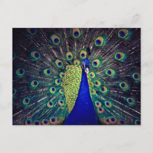 Carte Postale Cobalt Blue Peacock