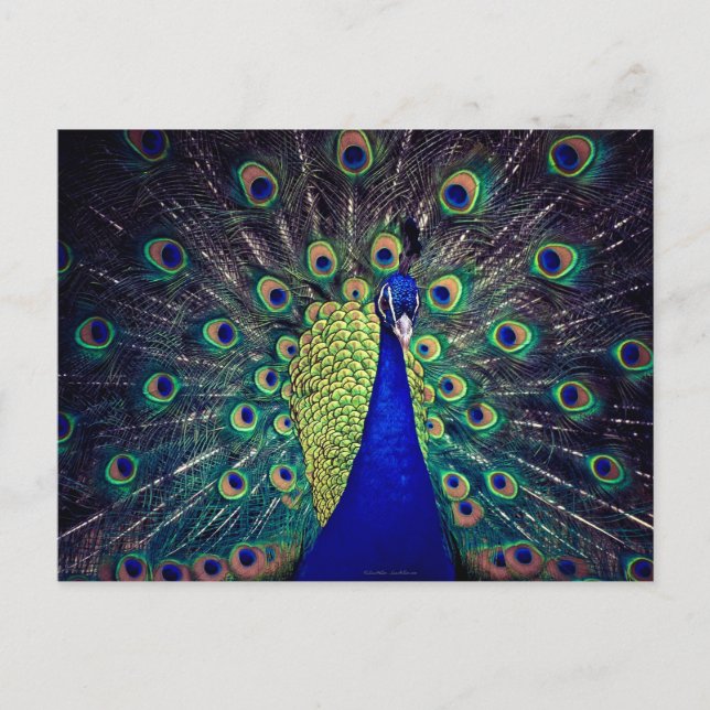 Carte Postale Cobalt Blue Peacock (Devant)