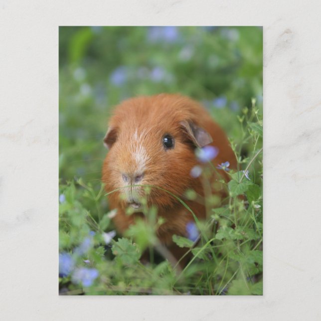Carte Postale Cobaye de cobaye au gingembre mignon dehors sur l' (Devant)