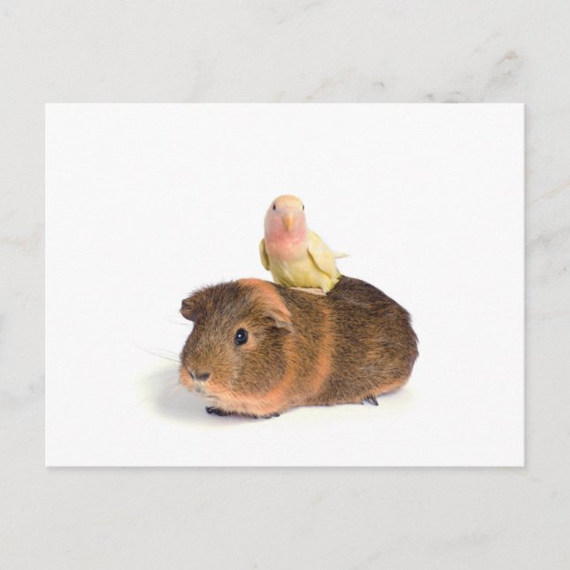 Carte Postale cobaye et oiseau jaune (Devant)