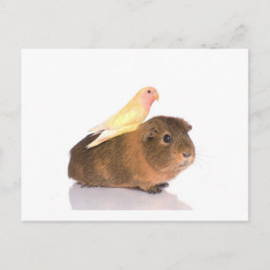Carte Postale cobaye et oiseau jaune
