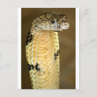 Carte Postale cobra