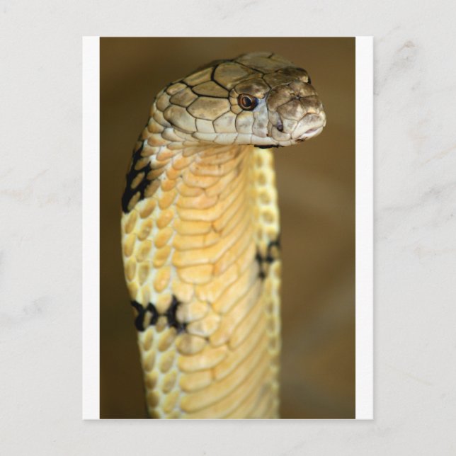Carte Postale cobra (Devant)