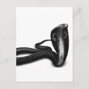 Carte Postale Cobra