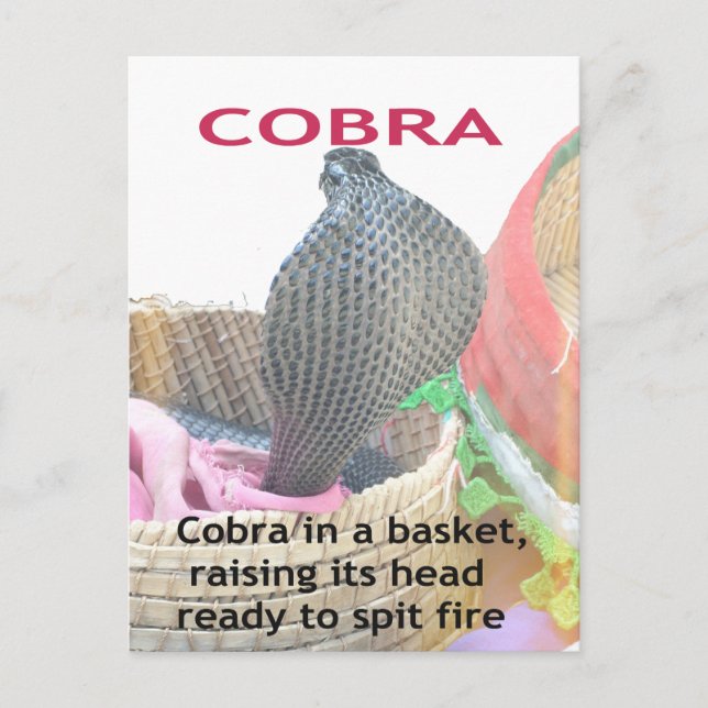 Carte Postale Cobra dans le panier Imprimer (Devant)