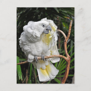 Carte Postale Cocatiel blanc mignon