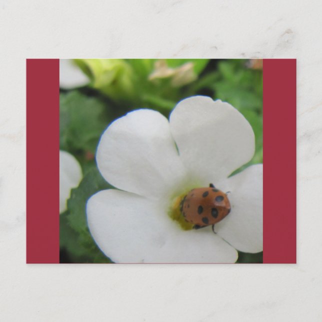 Carte Postale Coccinelle (Devant)