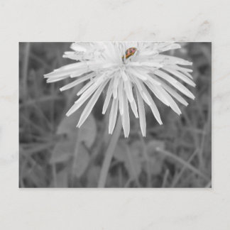 Carte Postale Coccinelle