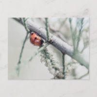 coccinelle avec gouttelette sur une branche